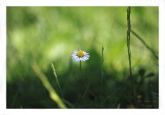 daisy_0309_01